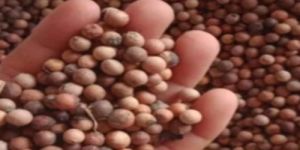 White Sandalwood Seeds