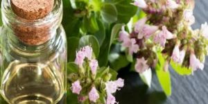 Oregano Oil