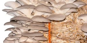 Fresh Oyster Mushroom