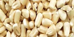White Maize Seeds