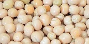 White Pea Beans