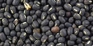 Whole Black Urad Dal
