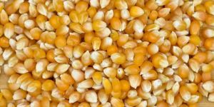 Natural Yellow Corn