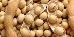 Organic Soybean Seeds