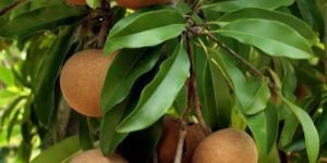 Fresh Brown Sapodilla