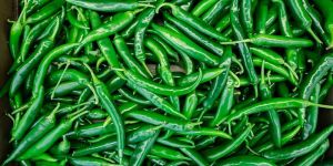 Green Chilli