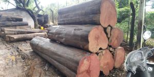 Unfinished Teak Wood Log