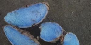 Black Turmeric Finger