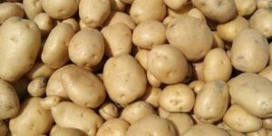 Fresh Brown Potato