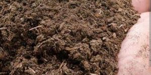 Cow Dung Manure