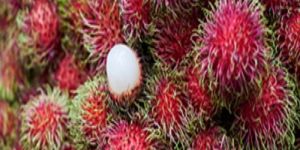 Rambutan Fruit