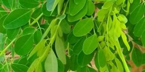 Moringa Powder