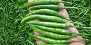 Green Chilli