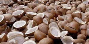 a Grade Dry Coconut Copra