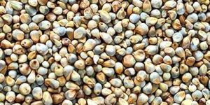 Pearl Millet Seeds