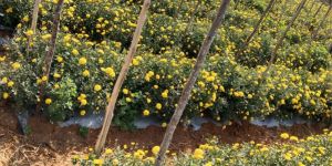 Chrysanthemum Flower