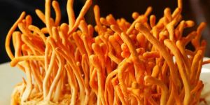 Cordyceps Militaris