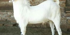 Male White Sojat Goat
