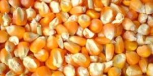 Corn Maize