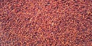 Red Millets
