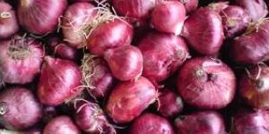 Rose Onion (K.p)