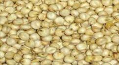 White Sorghum Seeds