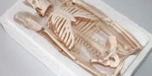 Human Skeleton Model