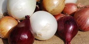 Fresh Onion