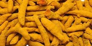 Dry Turmeric Finger