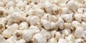 West Bengal Garlic