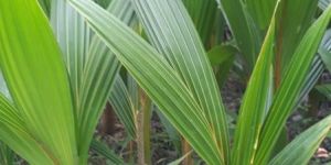 Coconut Plants