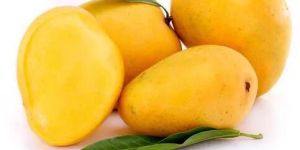 Alphonso Mango