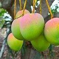 Sindhura Mango