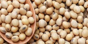 Soybean Seed