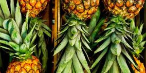 FROZEN PINEAPPLE JUICE