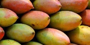 Frozen Totapuri Mango Puree