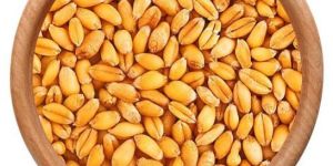 Wheat Seeds