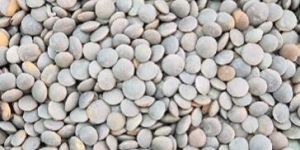 Whole Masoor Red Lentils