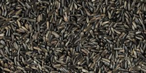 Niger Seed