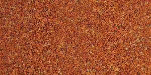 Red Millet