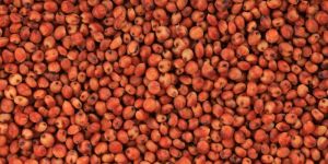 Red Sorghum Seeds