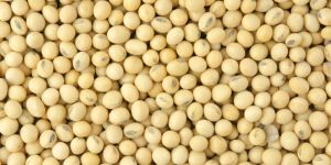 Soybean Seed