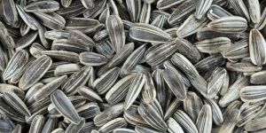Striped Sunflower Seed