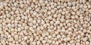 White Sorghum