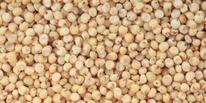 Yellow Sorghum