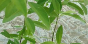 White Sandalwood Plants