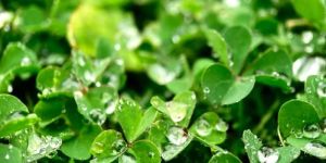 Methi Fenugreek Leaves