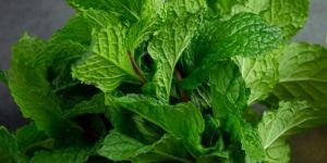 Mint Leaves