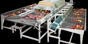 Agrosaw Apple Grading Machine
