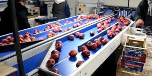 Apple Grading Machine